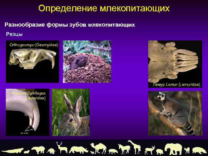 Териология это наука изучающая. Разнообразие млекопитающих. Териология. Млекопитающие определение. Промысловые млекопитающие.