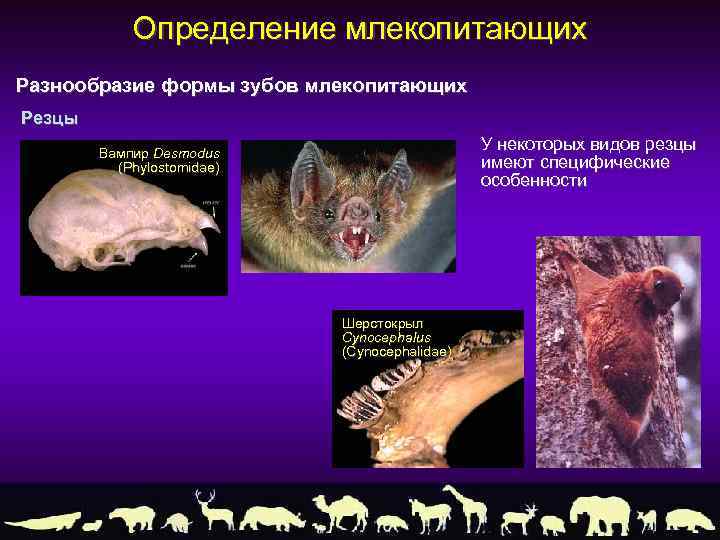 Определение млекопитающих Разнообразие формы зубов млекопитающих Резцы У некоторых видов резцы имеют специфические особенности