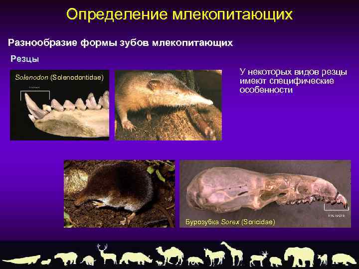 Определение млекопитающих Разнообразие формы зубов млекопитающих Резцы Solenodon (Solenodontidae) У некоторых видов резцы имеют