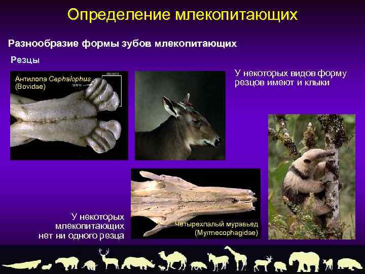 Определение млекопитающих Разнообразие формы зубов млекопитающих Резцы Антилопа Cephalophus (Bovidae) У некоторых млекопитающих нет