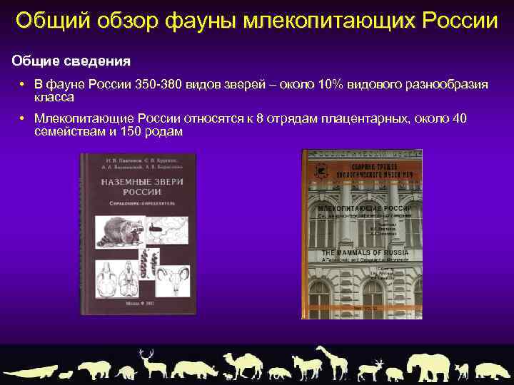 Общий обзор фауны млекопитающих России Общие сведения • В фауне России 350 -380 видов