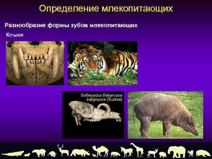 Определение млекопитающих Разнообразие формы зубов млекопитающих Клыки Тигр Panthera tigris (Felidae) Бабирусса Babyrousa babyrussa
