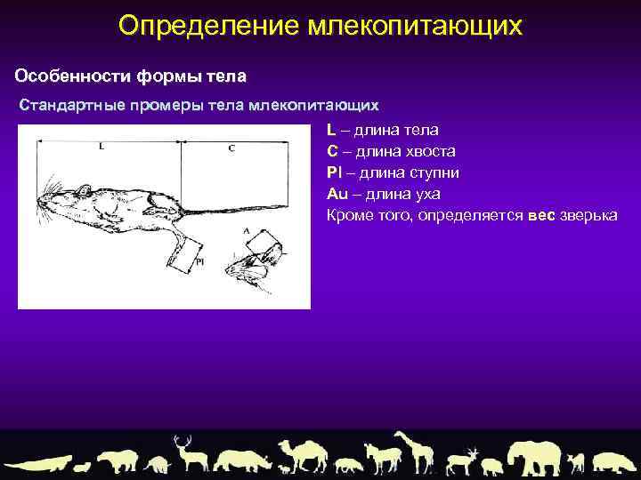 Определение млекопитающих Особенности формы тела Стандартные промеры тела млекопитающих L – длина тела C
