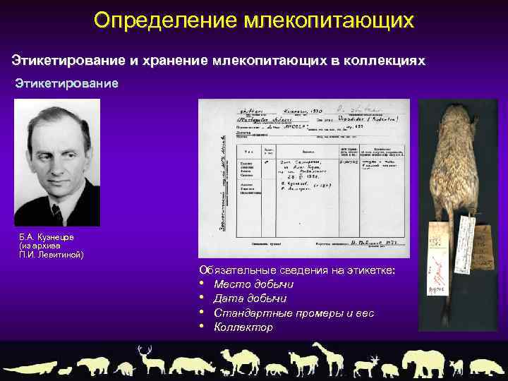 Определение млекопитающих Этикетирование и хранение млекопитающих в коллекциях Этикетирование Б. А. Кузнецов (из архива
