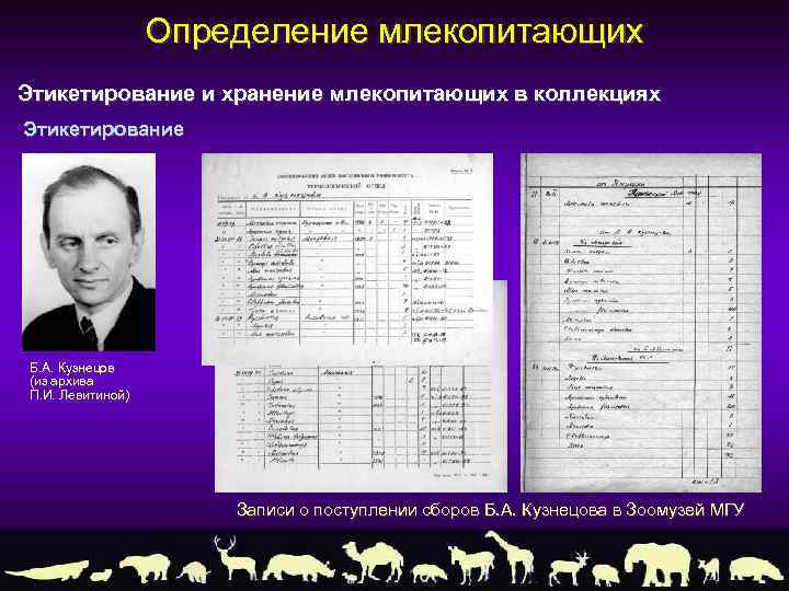 Определение млекопитающих Этикетирование и хранение млекопитающих в коллекциях Этикетирование Б. А. Кузнецов (из архива