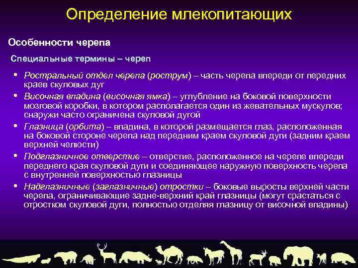 Определение млекопитающих Особенности черепа Специальные термины – череп • • • Ростральный отдел черепа