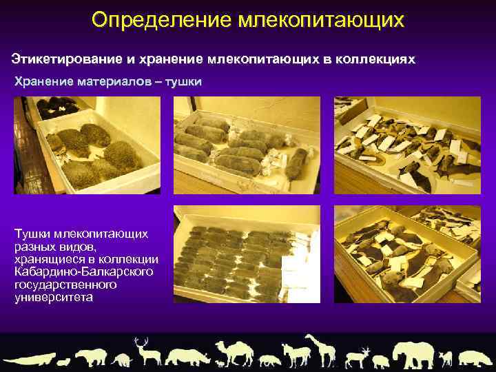 Определение млекопитающих Этикетирование и хранение млекопитающих в коллекциях Хранение материалов – тушки Тушки млекопитающих
