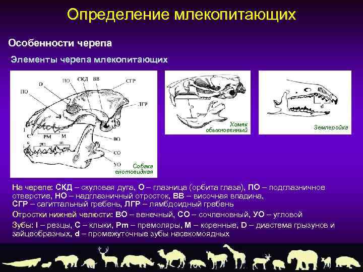 Определение млекопитающих Особенности черепа Элементы черепа млекопитающих Хомяк обыкновенный Землеройка Собака енотовидная На черепе: