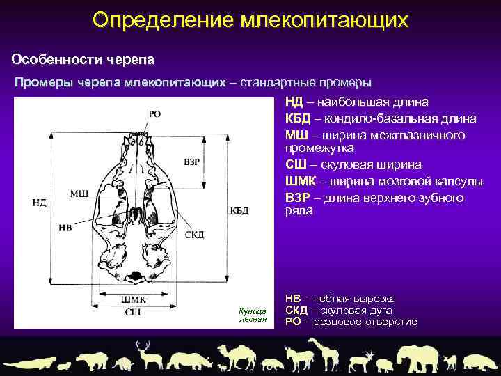 Определение млекопитающих Особенности черепа Промеры черепа млекопитающих – стандартные промеры НД – наибольшая длина