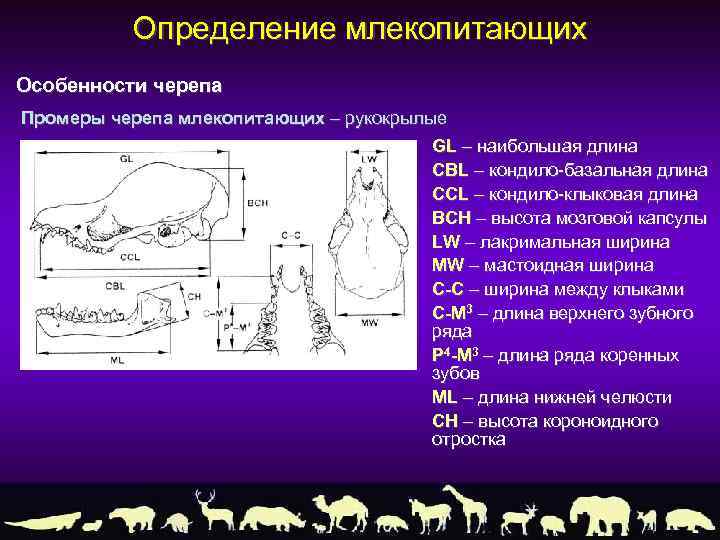 Определение млекопитающих Особенности черепа Промеры черепа млекопитающих – рукокрылые GL – наибольшая длина CBL
