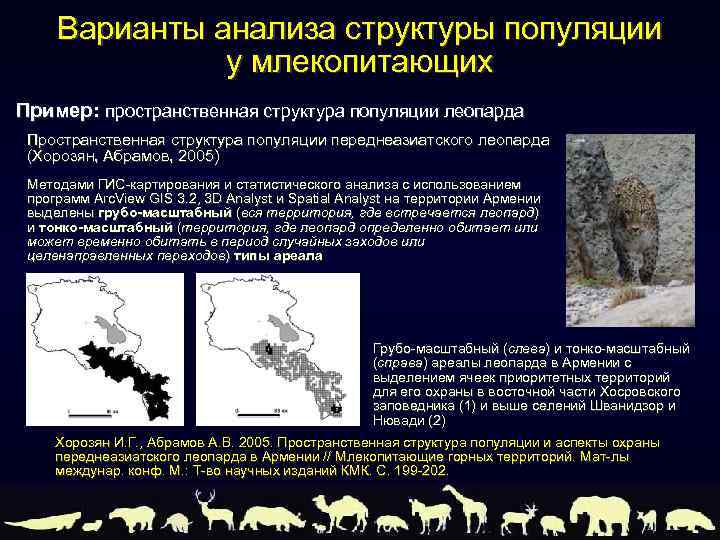 Варианты анализа структуры популяции у млекопитающих Пример: пространственная структура популяции леопарда Пространственная структура популяции