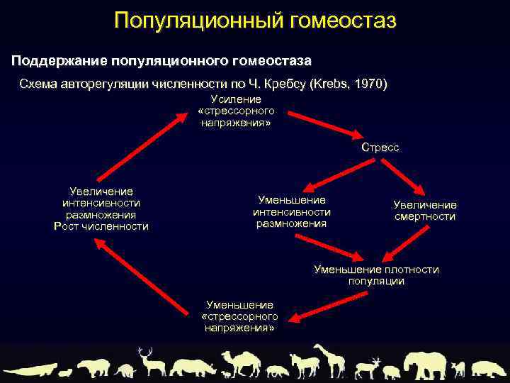 Гомеостаз экосистемы презентация