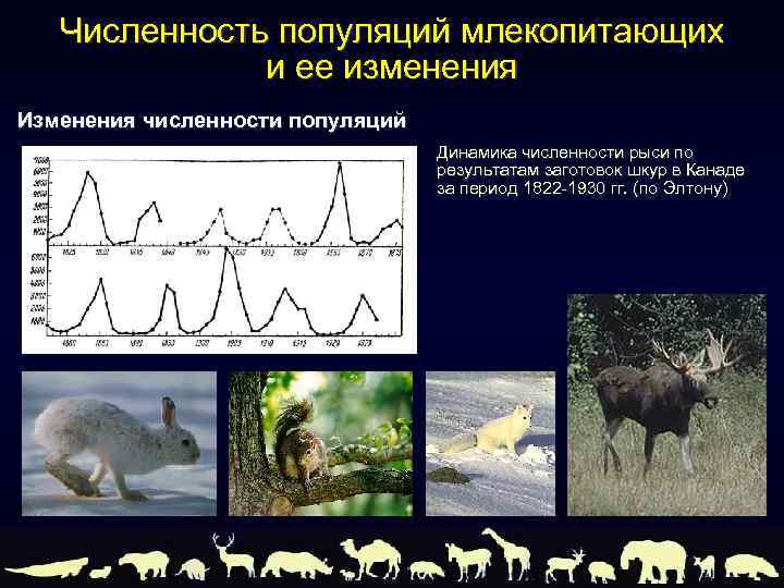 Проект восстановление численности млекопитающих