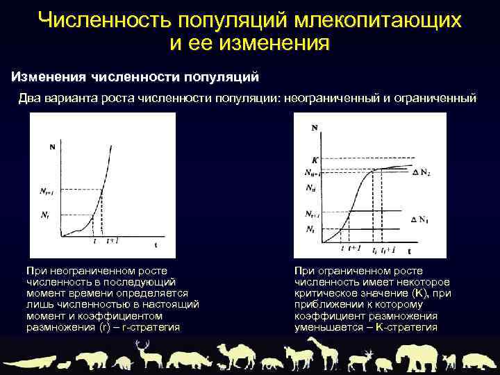 Численность популяций млекопитающих и ее изменения Изменения численности популяций Два варианта роста численности популяции: