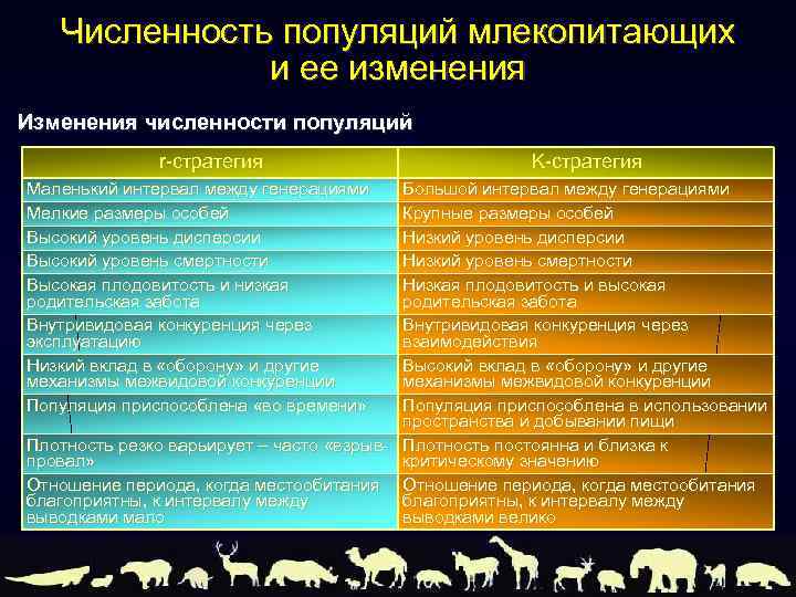 Численность популяций млекопитающих и ее изменения Изменения численности популяций r-стратегия Маленький интервал между генерациями