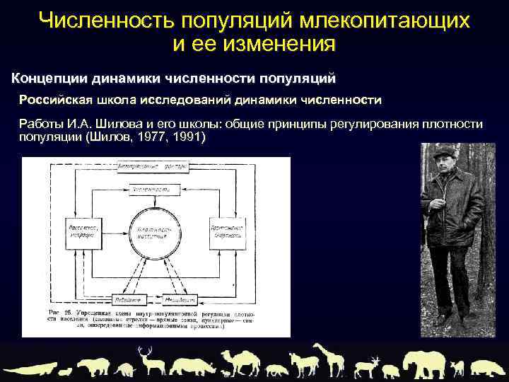 Численность популяций млекопитающих и ее изменения Концепции динамики численности популяций Российская школа исследований динамики