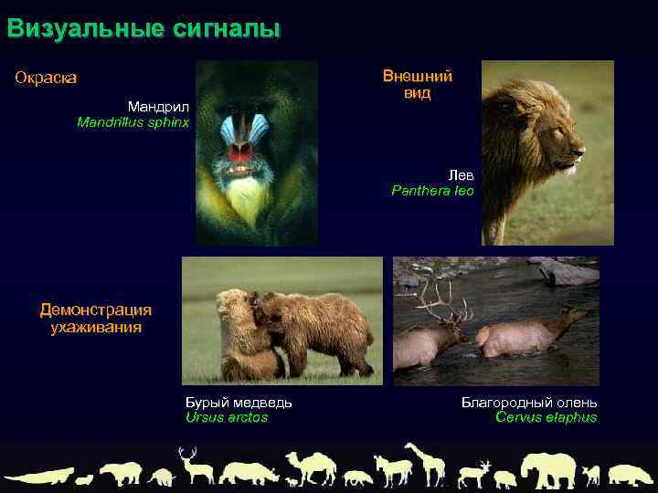 Визуальные сигналы Окраска Мандрил Mandrillus sphinx Внешний вид Лев Panthera leo Демонстрация ухаживания Бурый