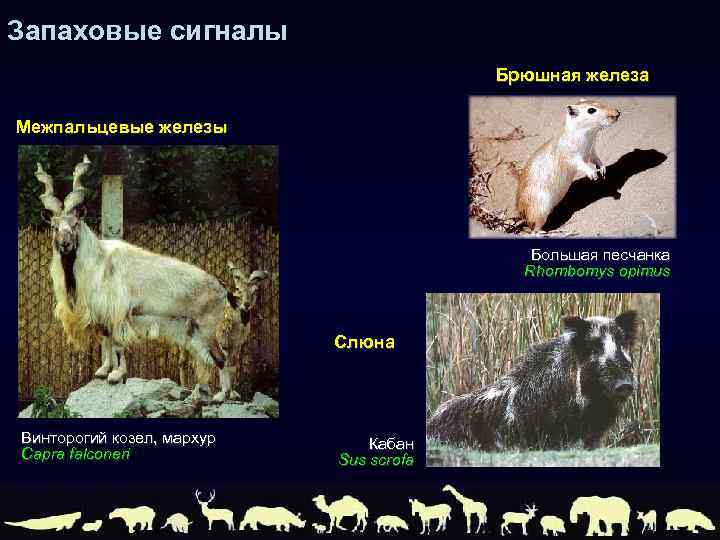 Запаховые сигналы Брюшная железа Межпальцевые железы Большая песчанка Rhombomys opimus Слюна Винторогий козел, мархур
