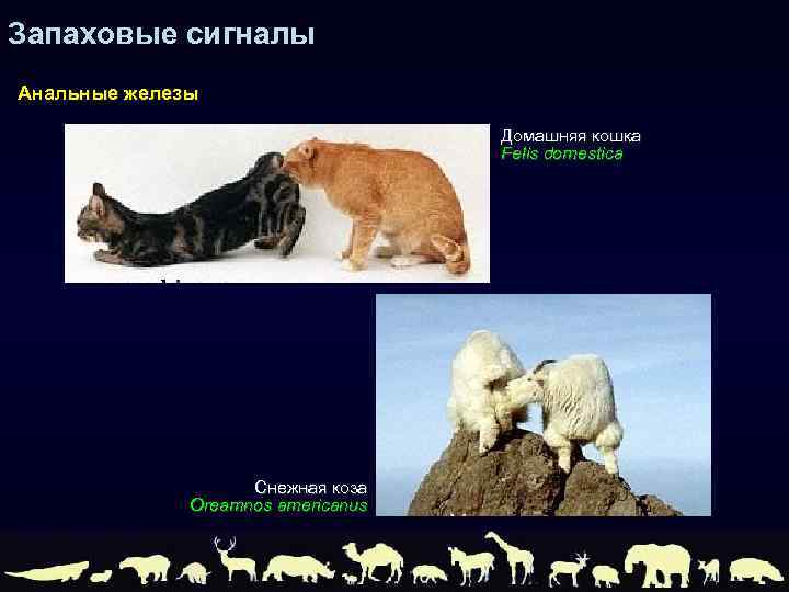 Запаховые сигналы Анальные железы Домашняя кошка Felis domestica Снежная коза Oreamnos americanus 