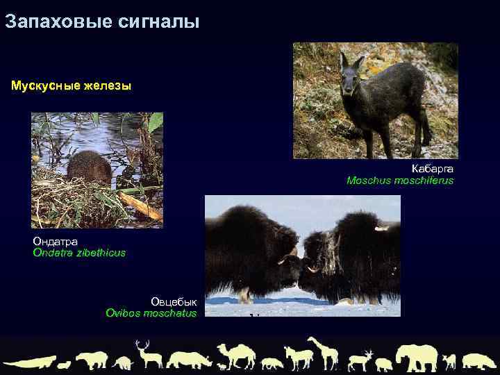 Запаховые сигналы Мускусные железы Кабарга Moschus moschiferus Ондатра Ondatra zibethicus Овцебык Ovibos moschatus 