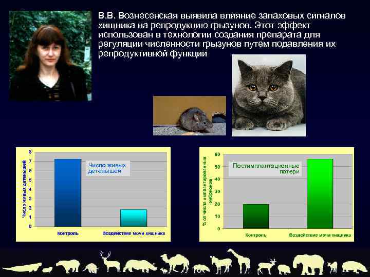 В. В. Вознесенская выявила влияние запаховых сигналов хищника на репродукцию грызунов. Этот эффект использован