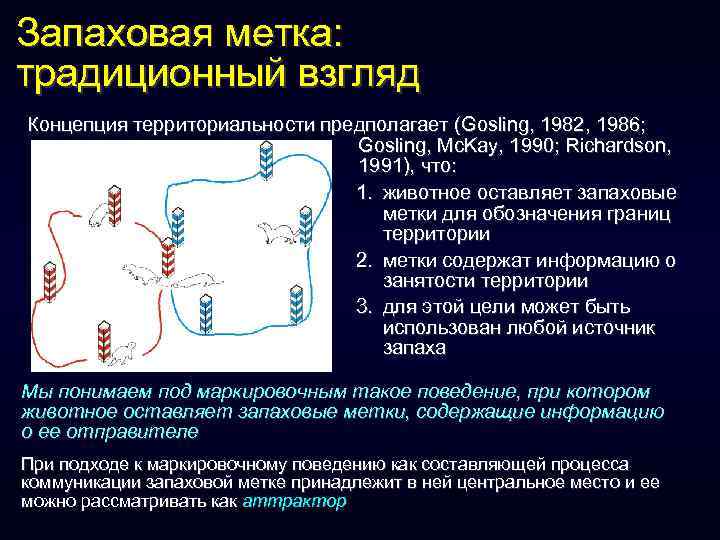 Запаховая метка: традиционный взгляд Концепция территориальности предполагает (Gosling, 1982, 1986; Gosling, Mc. Kay, 1990;