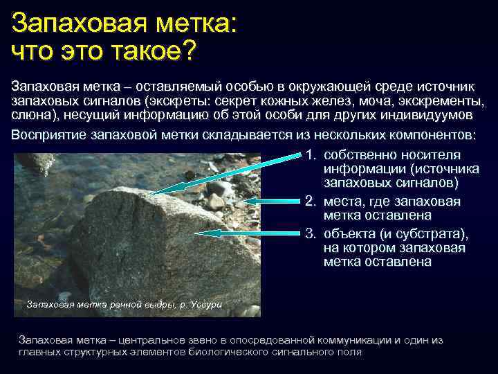 Запаховая метка: что это такое? Запаховая метка – оставляемый особью в окружающей среде источник