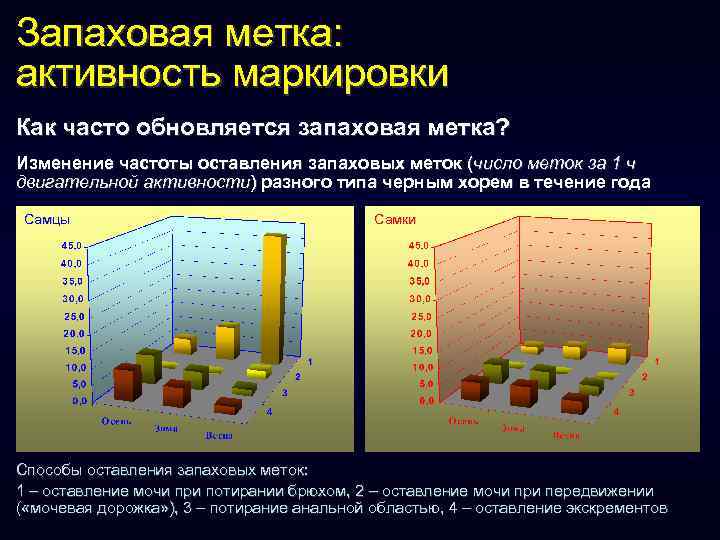 Запаховая метка: активность маркировки Как часто обновляется запаховая метка? Изменение частоты оставления запаховых меток