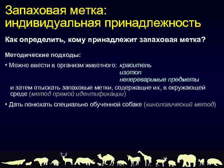 Запаховая метка: индивидуальная принадлежность Как определить, кому принадлежит запаховая метка? Методические подходы: • Можно