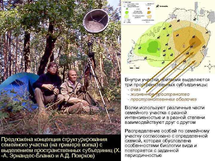 Внутри участка обитания выделяются три пространственных субъединицы: - очаг - жизненное пространство - пространственная