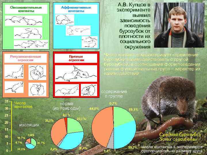 Опознавательные контакты Ритуализованные агрессии Прямые агрессии А. В. Купцов в эксперименте выявил зависимость поведения