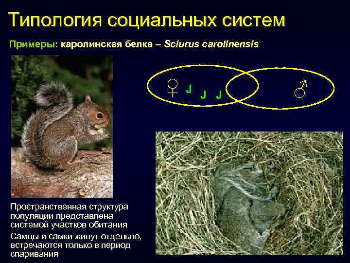 Типология социальных систем Примеры: каролинская белка – Sciurus carolinensis ♀J Пространственная структура популяции представлена