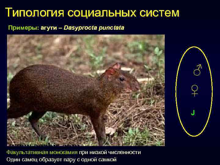 Типология социальных систем Примеры: агути – Dasyprocta punctata ♂ ♀ J Факультативная моногамия при