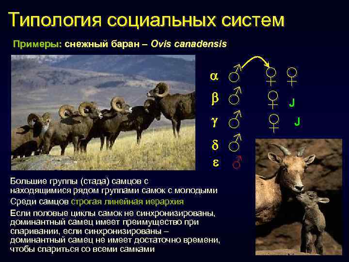 Типология социальных систем Примеры: снежный баран – Ovis canadensis ♂ ♂ ♂ Большие группы