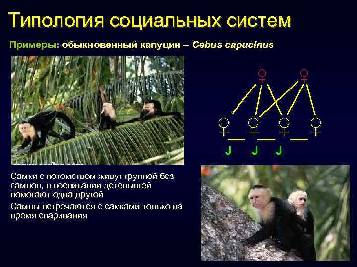 Типология социальных систем Примеры: обыкновенный капуцин – Cebus capucinus ♀ ♀ ♀ J Самки