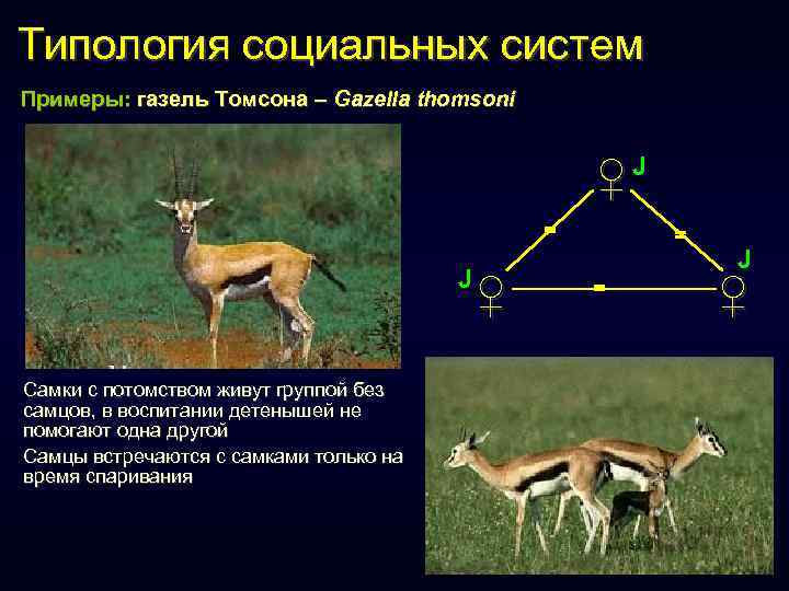 Типология социальных систем Примеры: газель Томсона – Gazella thomsoni ♀J = J Самки с