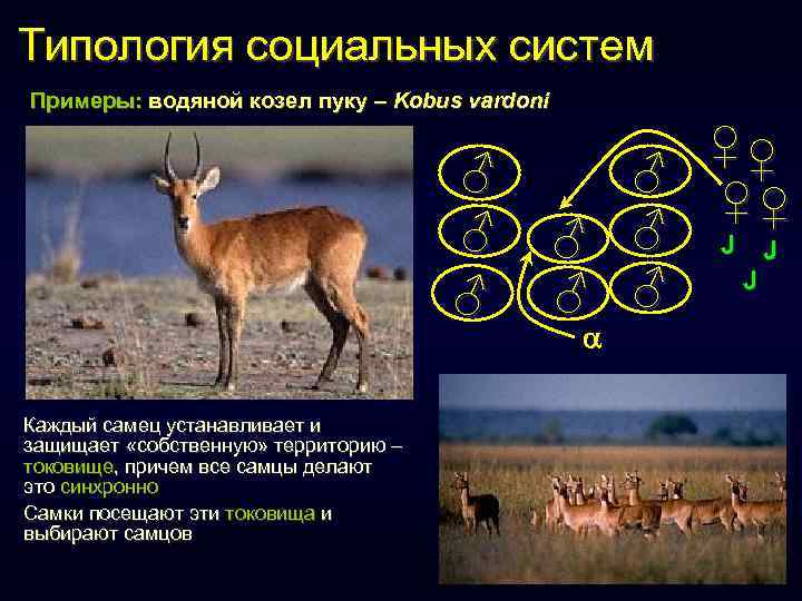 Типология социальных систем Примеры: водяной козел пуку – Kobus vardoni ♂ ♂ ♂ Каждый