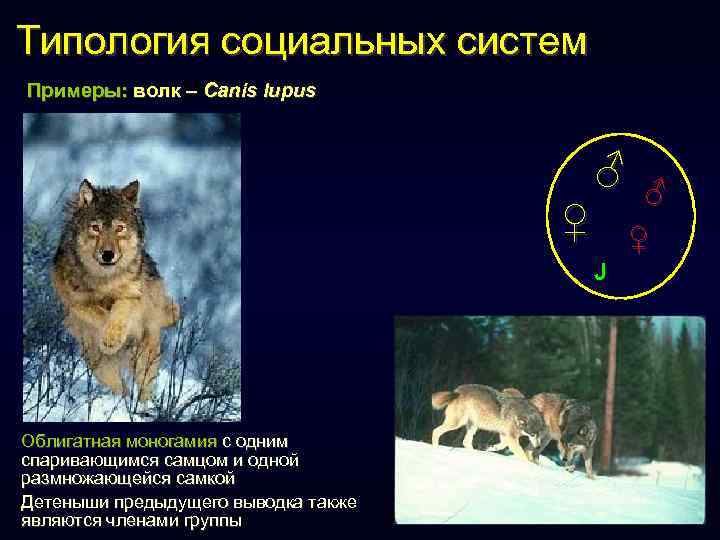 Типология социальных систем Примеры: волк – Canis lupus ♂ ♀ ♀ J Облигатная моногамия