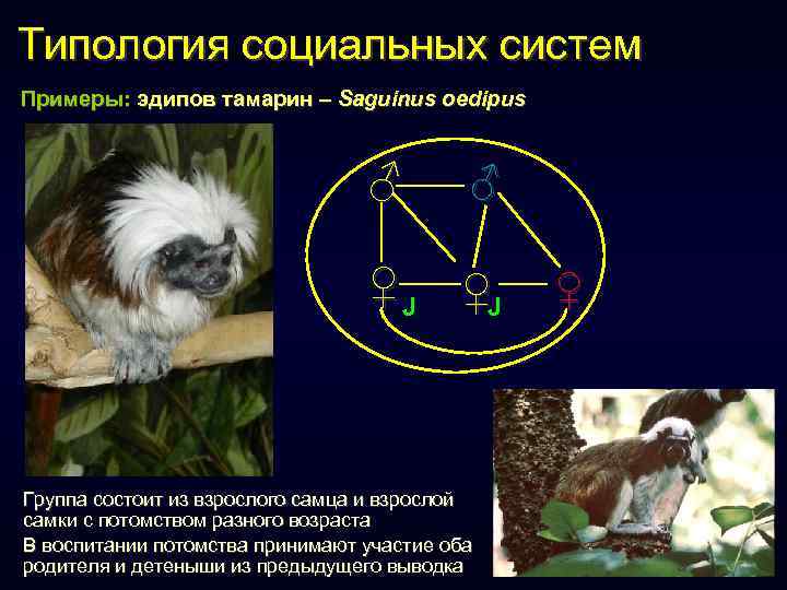 Типология социальных систем Примеры: эдипов тамарин – Saguinus oedipus ♂ ♂ ♀J ♀J Группа