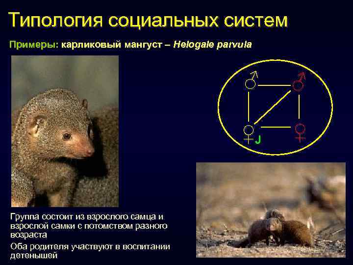 Типология социальных систем Примеры: карликовый мангуст – Helogale parvula ♂ ♀J Группа состоит из