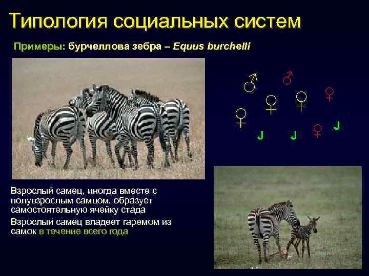 Типология социальных систем Примеры: бурчеллова зебра – Equus burchelli ♂ ♀ ♀ J Взрослый