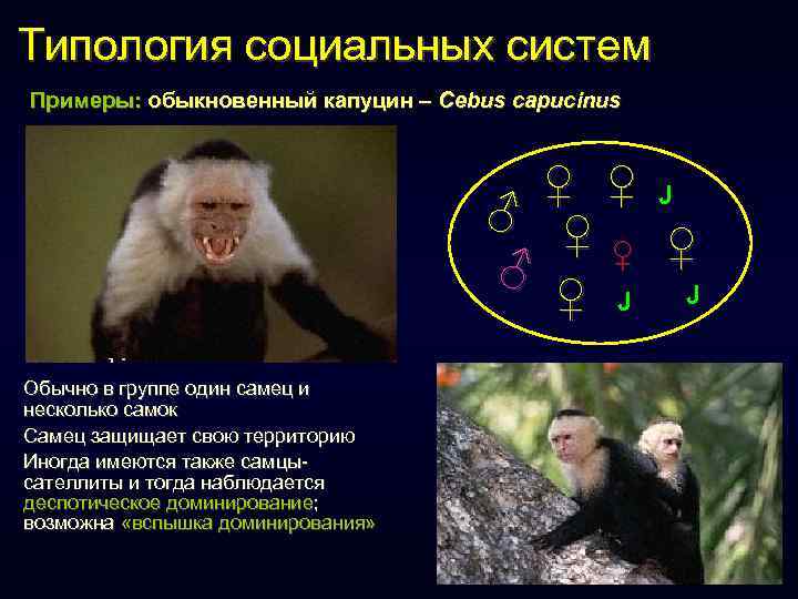 Типология социальных систем Примеры: обыкновенный капуцин – Cebus capucinus ♀ ♀ J ♂ ♀