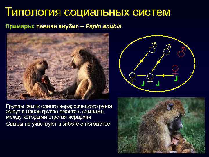 Типология социальных систем Примеры: павиан анубис – Papio anubis = ♂ ♂ ♂ =
