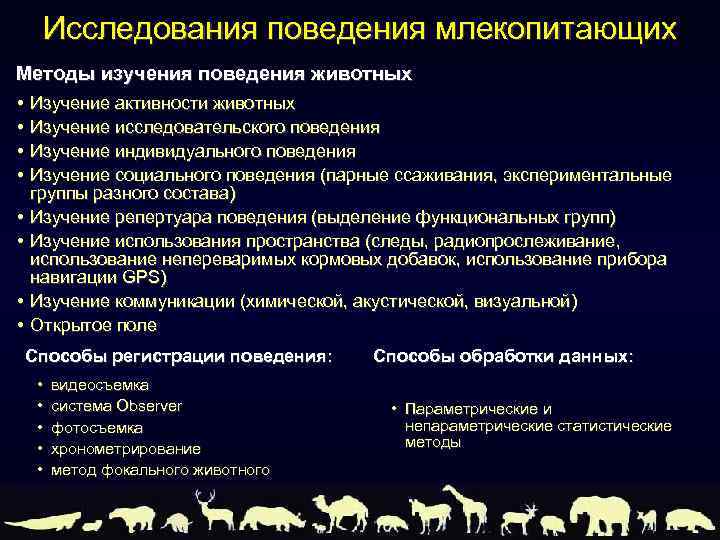 Исследования поведения млекопитающих Методы изучения поведения животных • • Изучение активности животных Изучение исследовательского