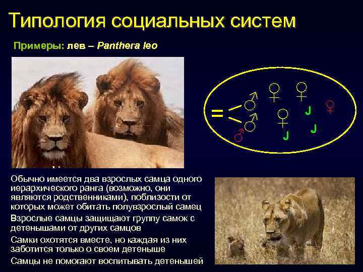 Типология социальных систем Примеры: лев – Panthera leo = ♀ ♀ ♂ J ♂