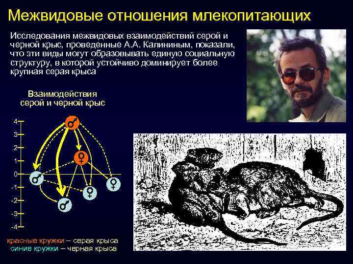 Межвидовые отношения млекопитающих Исследования межвидовых взаимодействий серой и черной крыс, проведенные А. А. Калининым,