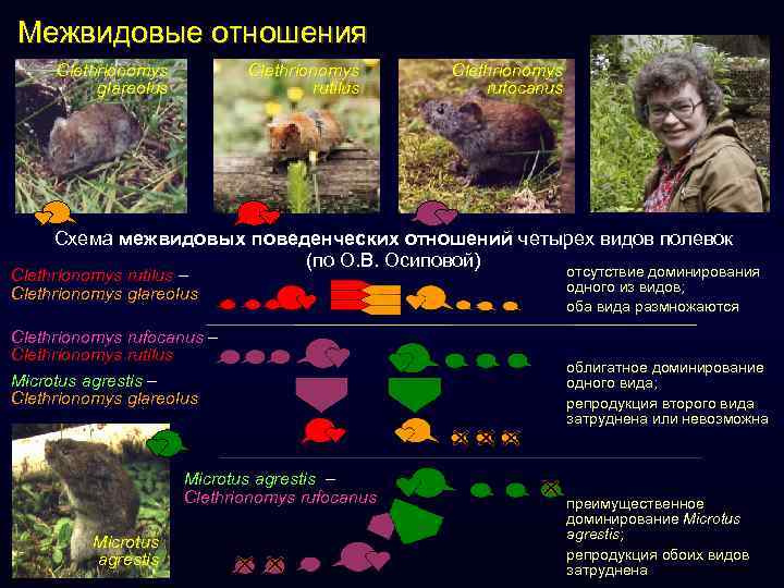 Межвидовые отношения Clethrionomys glareolus Clethrionomys rutilus Clethrionomys rufocanus Схема межвидовых поведенческих отношений четырех видов