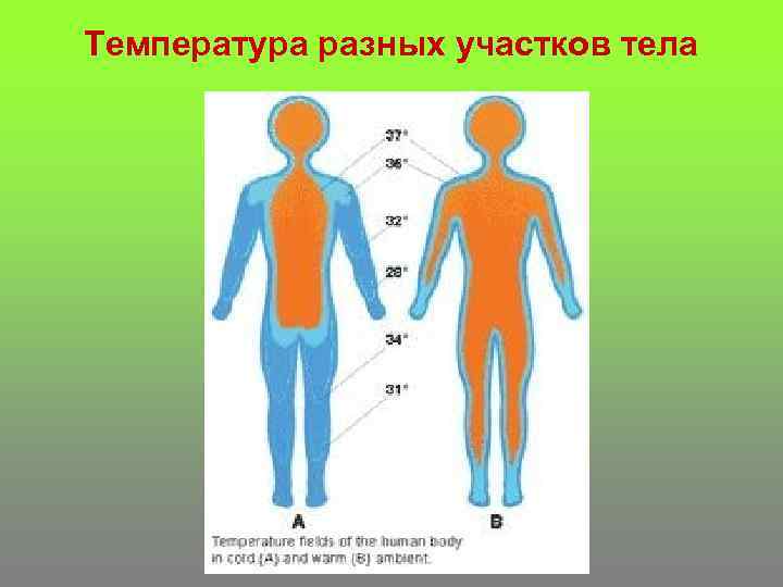 Температура разных участков тела 