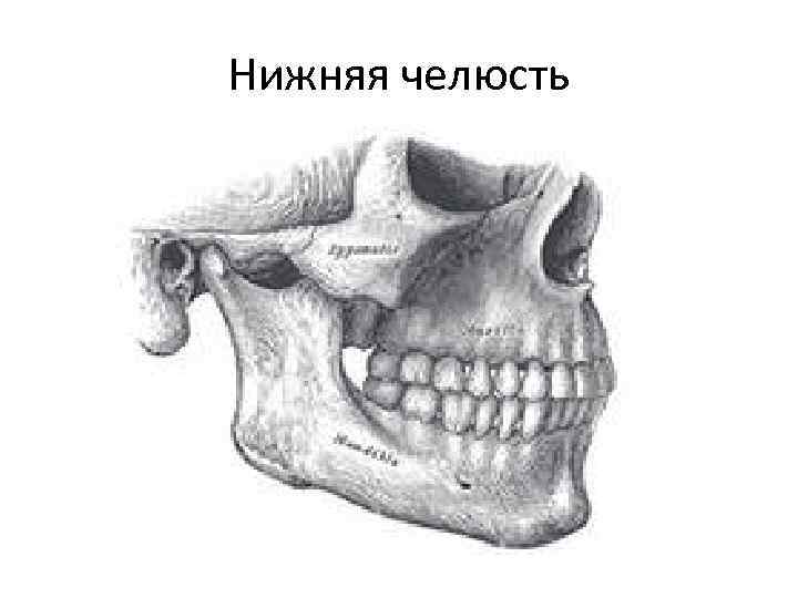 Нижняя челюсть 