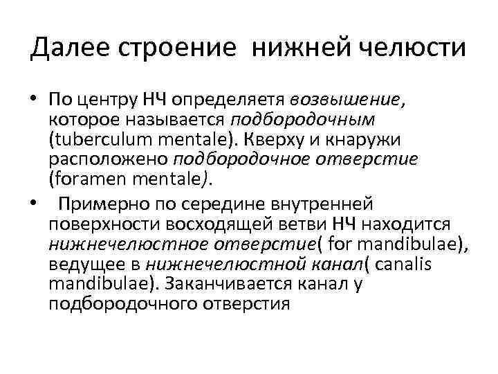 Далее строение нижней челюсти • По центру НЧ определяетя возвышение, которое называется подбородочным (tuberculum